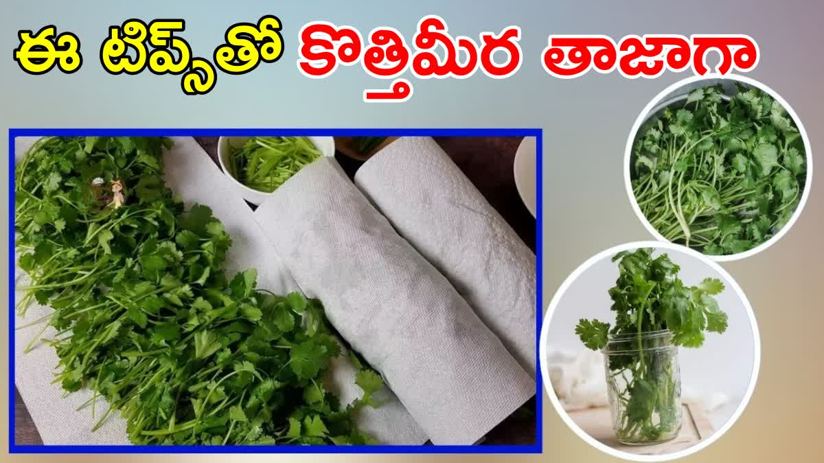 How to Store Fresh Coriander