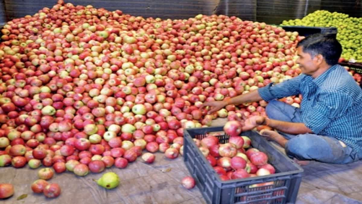 APPLE SEASON ON END AT KULLU