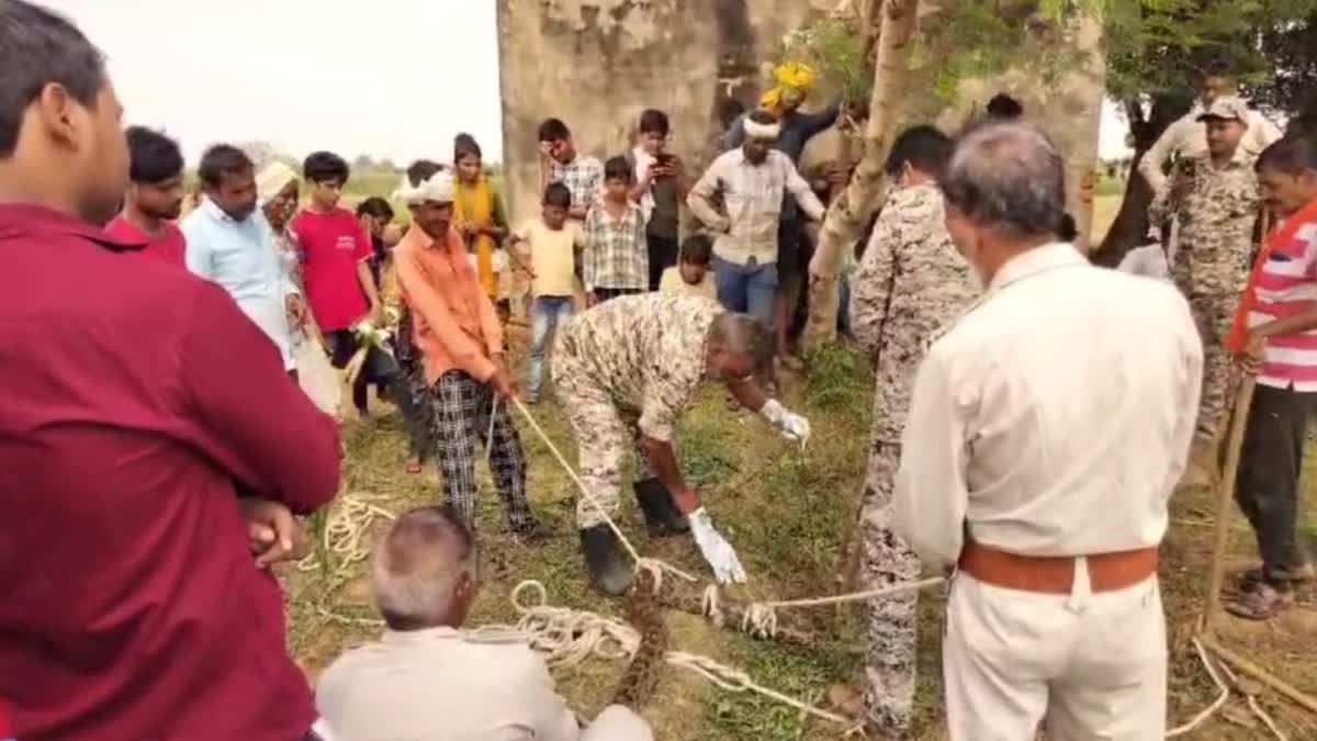 Morena Huge Python Rescued