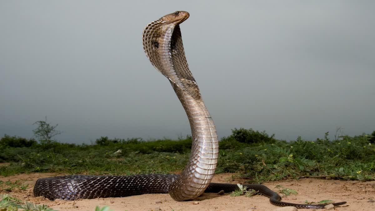 SHIVPURI SNAKE CATCHING BUSINESS