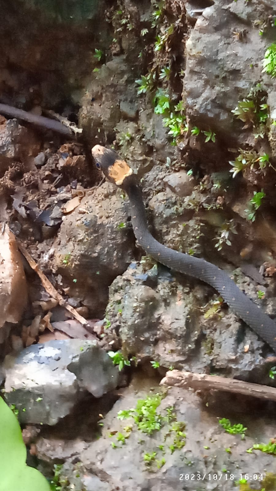 PAITHALAMALA KANNUR  FOREST WATCHER ANTONY MENON PHOTOS  പൈതല്‍മല കണ്ണൂര്‍  ആന്‍റണി മേനോന്‍ ഫോട്ടോഗ്രാഫ്