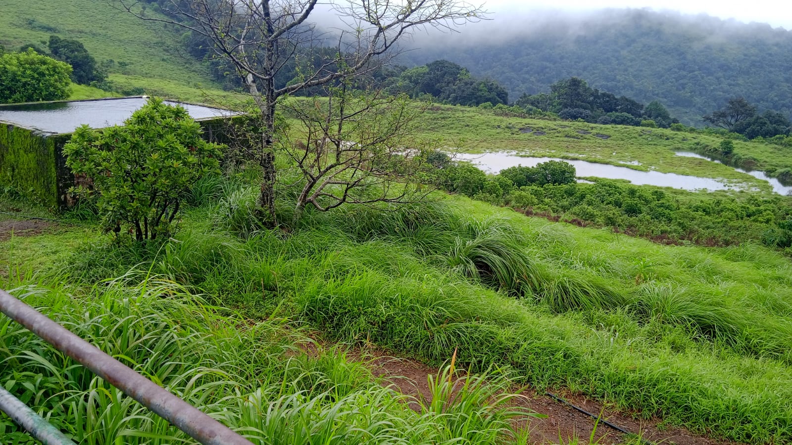 PAITHALAMALA KANNUR  FOREST WATCHER ANTONY MENON PHOTOS  പൈതല്‍മല കണ്ണൂര്‍  ആന്‍റണി മേനോന്‍ ഫോട്ടോഗ്രാഫ്