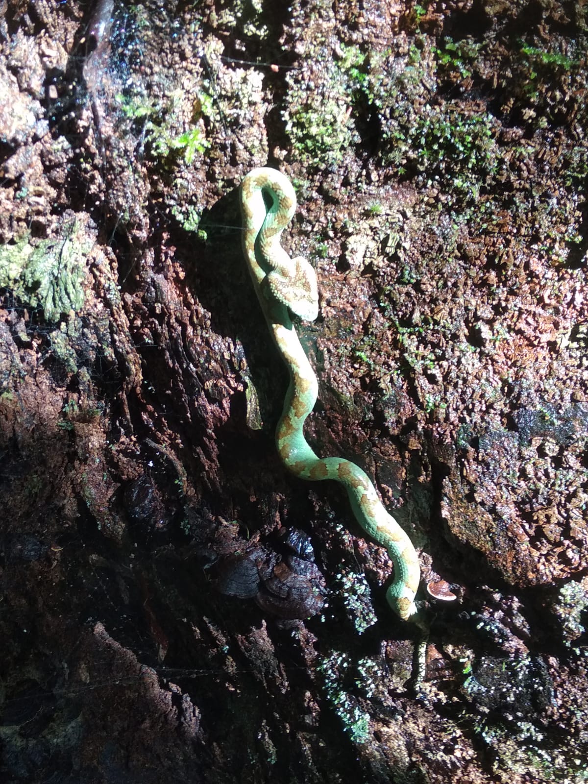 PAITHALAMALA KANNUR  FOREST WATCHER ANTONY MENON PHOTOS  പൈതല്‍മല കണ്ണൂര്‍  ആന്‍റണി മേനോന്‍ ഫോട്ടോഗ്രാഫ്