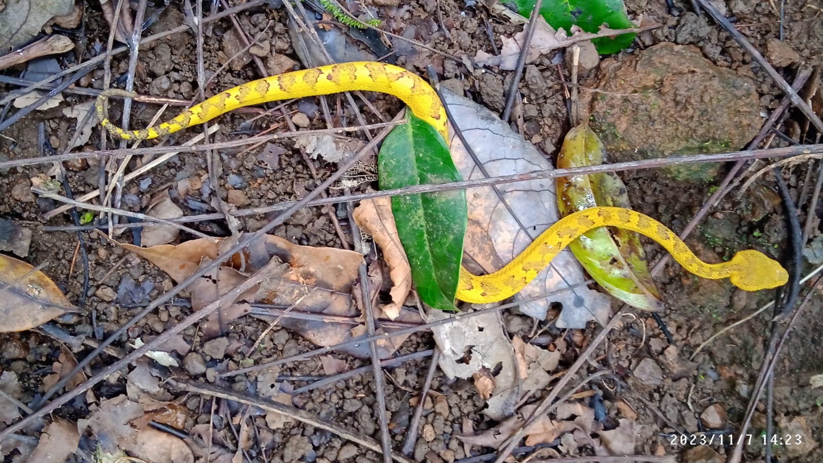 PAITHALAMALA KANNUR  FOREST WATCHER ANTONY MENON PHOTOS  പൈതല്‍മല കണ്ണൂര്‍  ആന്‍റണി മേനോന്‍ ഫോട്ടോഗ്രാഫ്