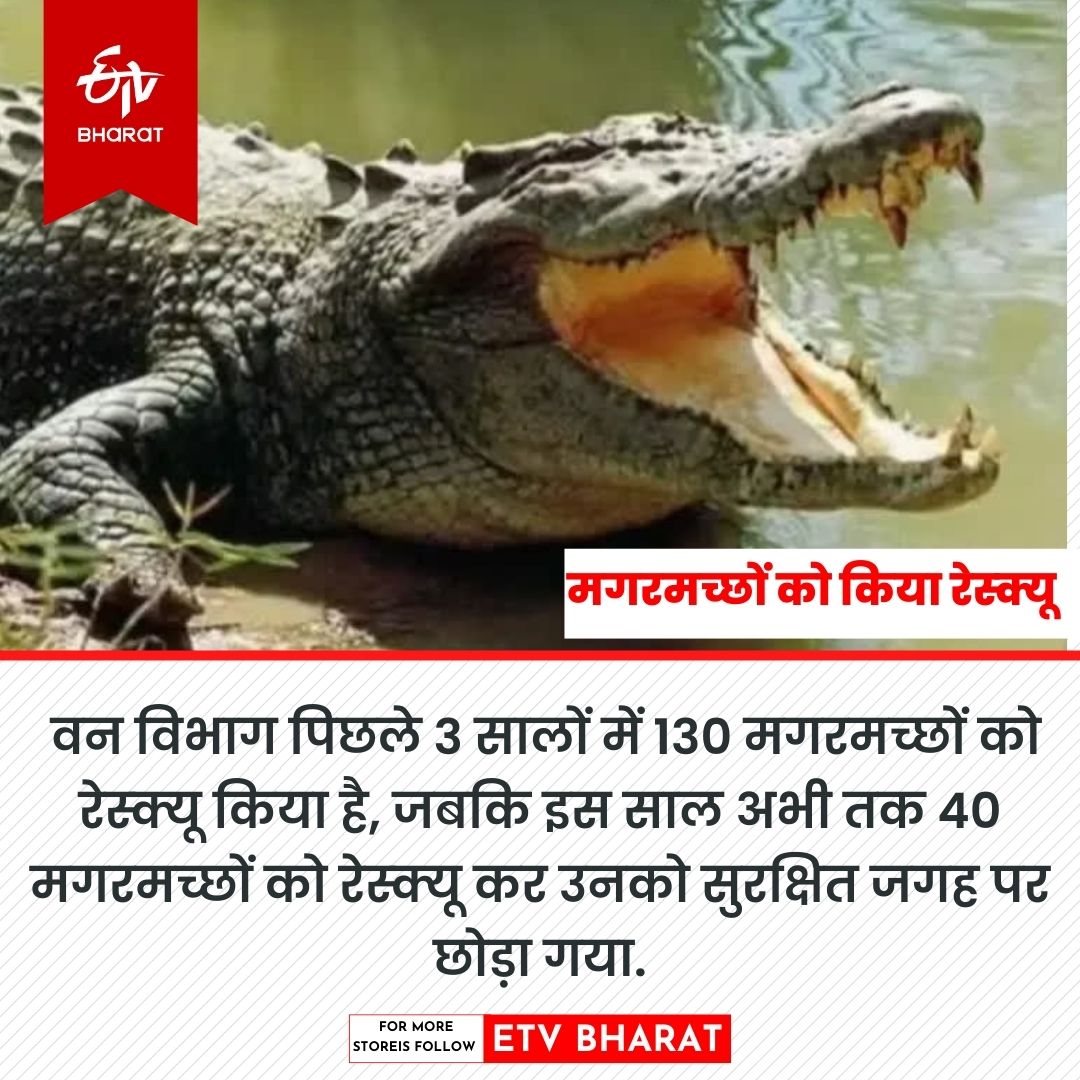 Forest department rescued crocodile