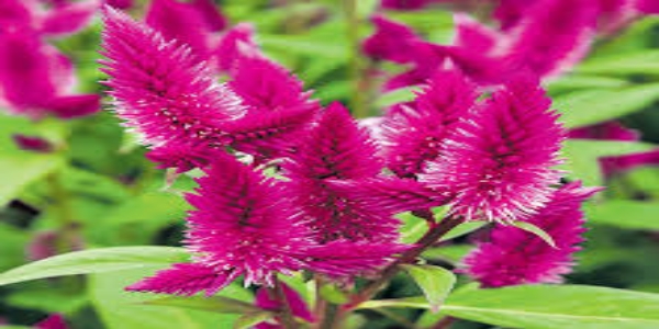 Bathukamma Festival Flowers