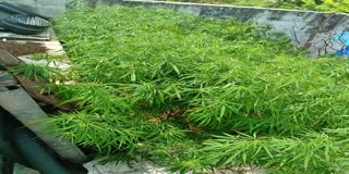 Police Seized Ganja Plants in Nalgonda District