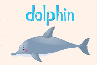 National Dolphin Day: Understanding Significance Of Dolphins