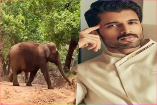 ഷൂട്ടിംഗിനെത്തിച്ച ആനകള്‍  പുതുപ്പള്ള സാധു  ELEPHANT PUTHUPALLY SADHU  PUTHUPALLY SADHU