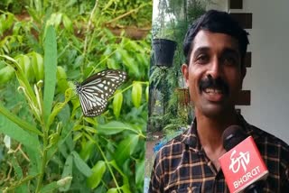 കിലുക്കാംപെട്ടി ചെടി  കരിനീലക്കടുവ ശലഭം  LATEST MALAYALAM NEWS  BUTTERFLIES IN HAREESH HOUSE