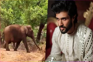 ELEPHANT PUTHUPALLY SADHU  VD 12  VIJAY DEVARAKONDA  പുതുപ്പളളി സാധു