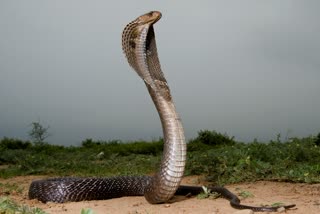 SHIVPURI SNAKE CATCHING BUSINESS