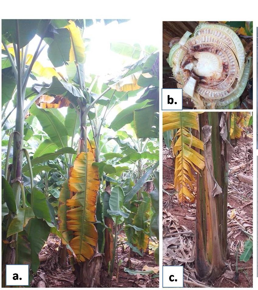 up-banana-cultivation-cish-discovers-drug-fusarium-wilt-disease-tr4-banana-tree how to save