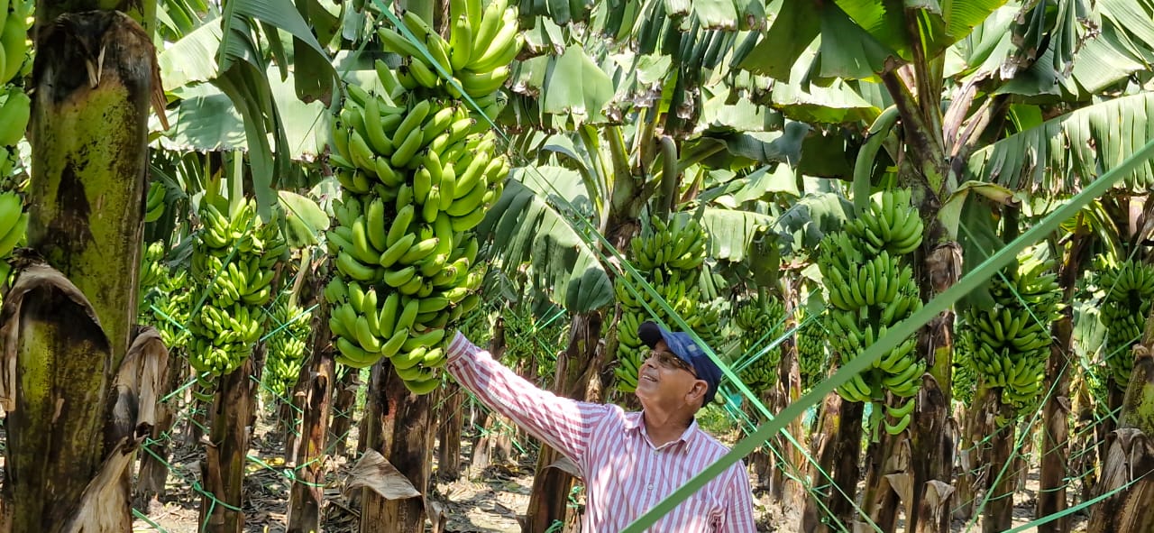 up-banana-cultivation-cish-discovers-drug-fusarium-wilt-disease-tr4-banana-tree how to save