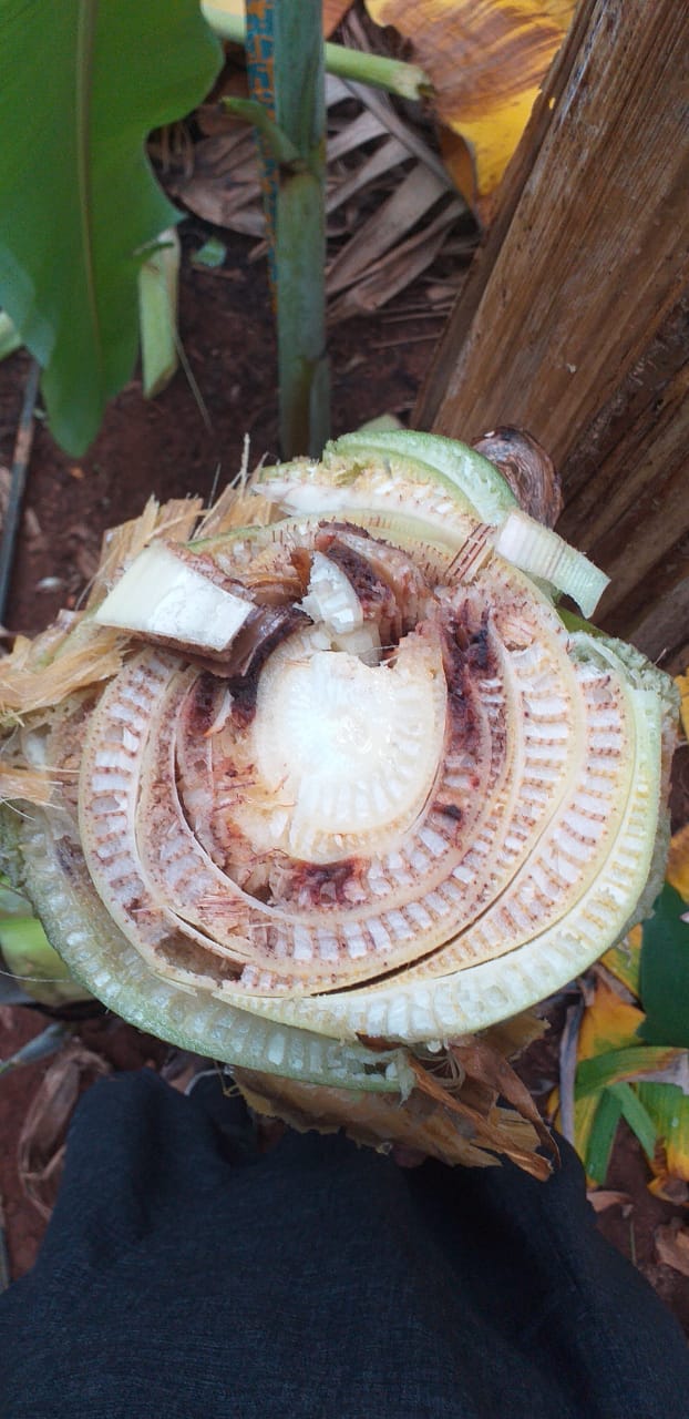 up-banana-cultivation-cish-discovers-drug-fusarium-wilt-disease-tr4-banana-tree how to save