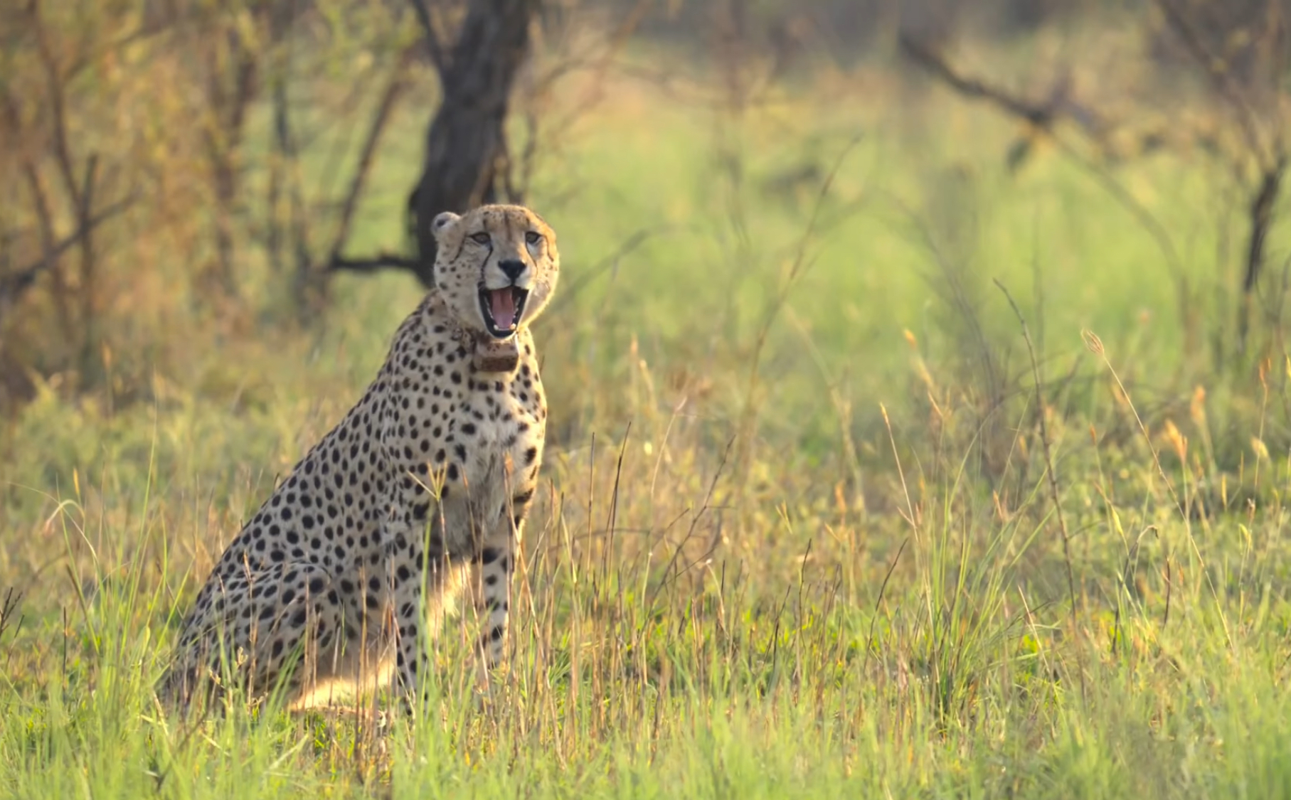 Tourists see cheetahs