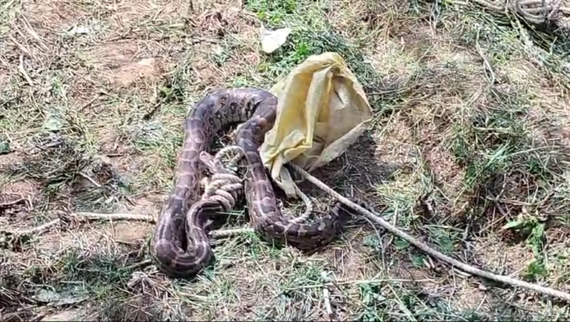 Morena Huge Python Rescued