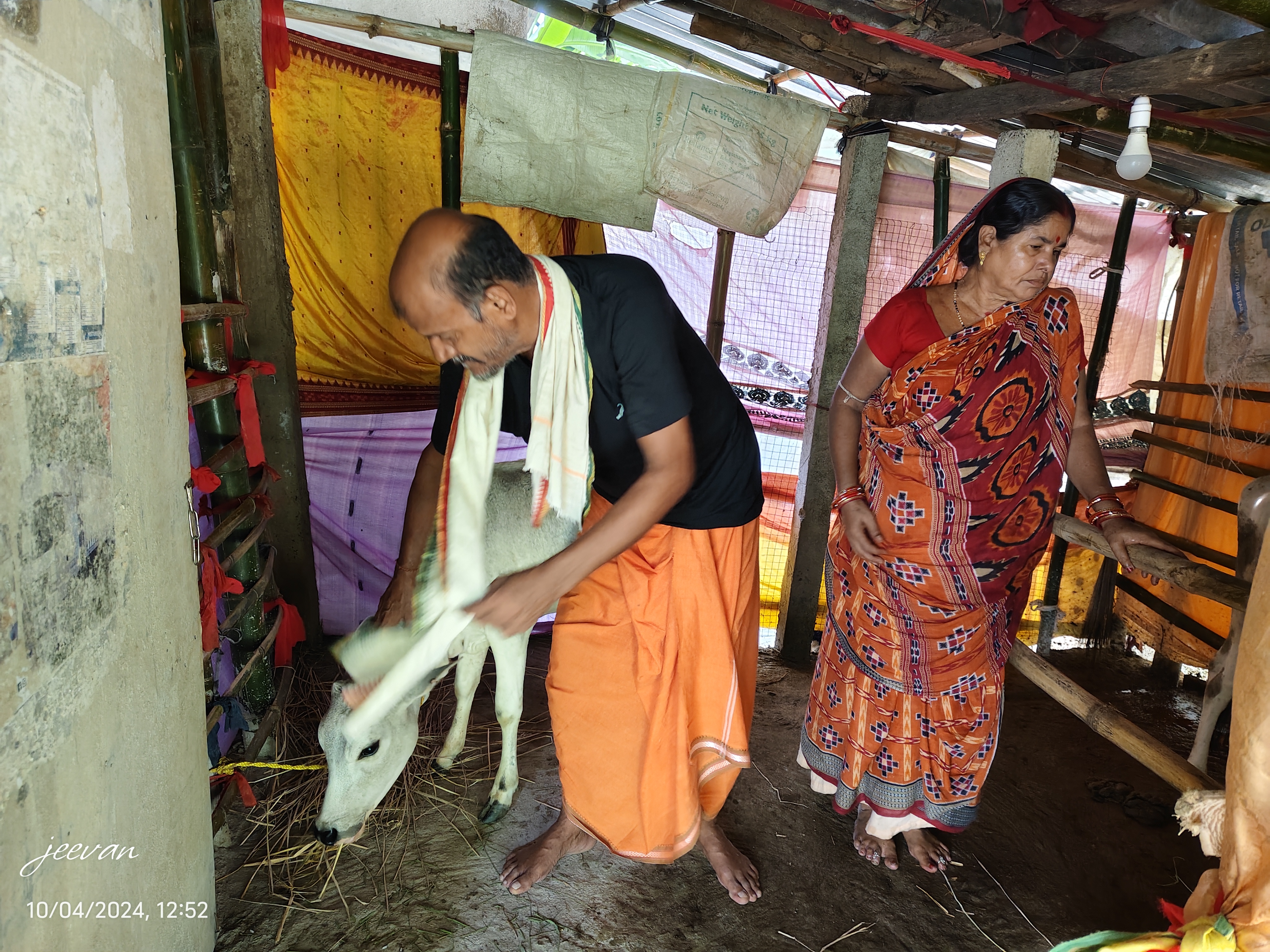 subhadra yojana money sued in cow buying