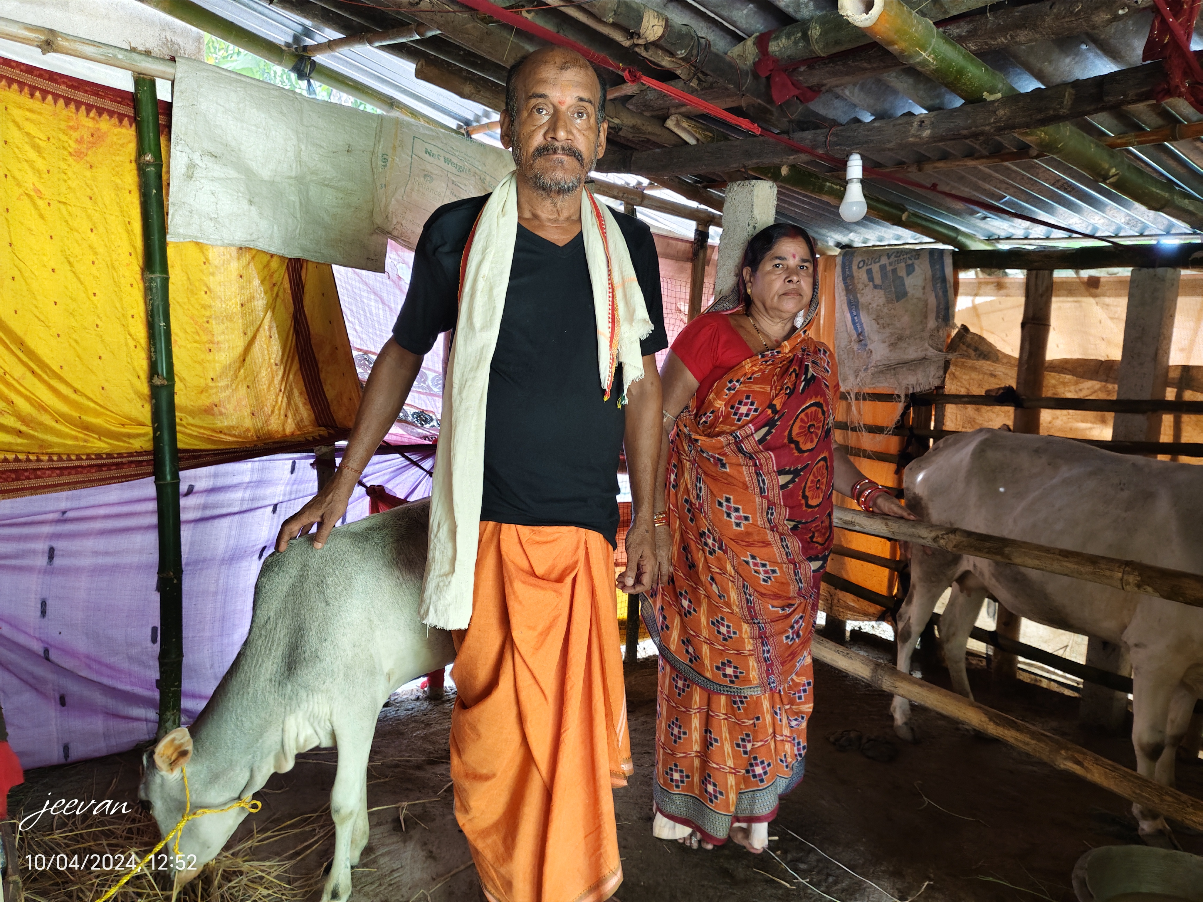 subhadra yojana money sued in cow buying