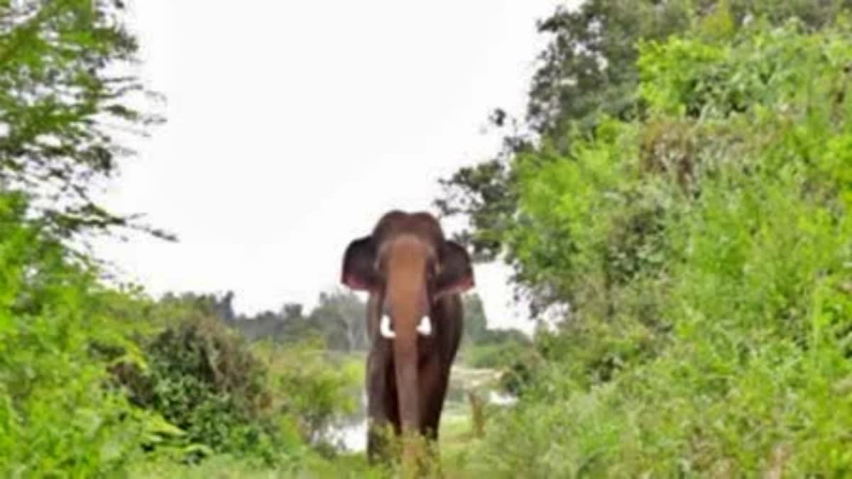 ರೈತನ ಮೇಲೆ ಕಾಡಾನೆ ದಾಳಿ