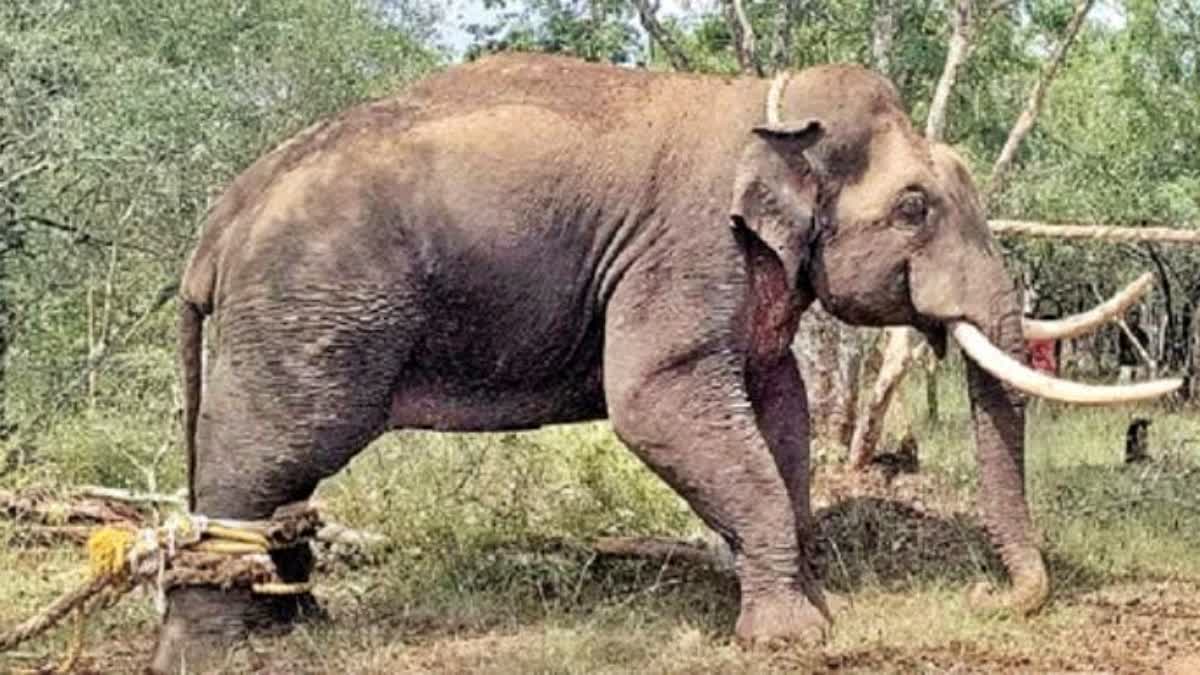 ಒಂಟಿ ಸಲಗ ಸೆರೆ