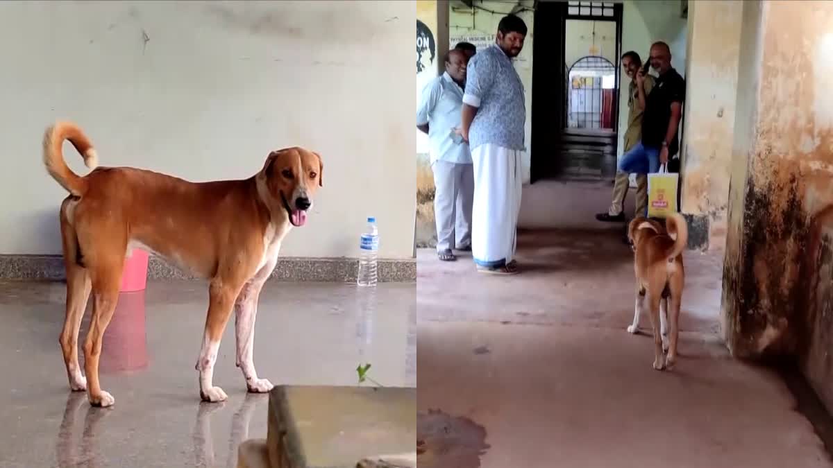 Kerala Dog waits in front of Kannurs mortuary, waiting endlessly for its deceased master to return