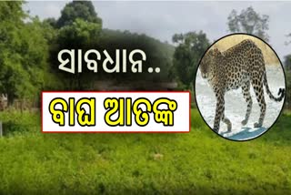 ନୂଆପଡାରେ ଥମିବାର ନାଁ ନେଉନି ବାଘ ଆତଙ୍କ