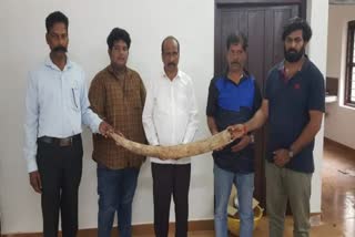 six people arrested elephant ivory in wayanad  six people arrested elephant ivory  elephant ivory in wayanad  elephant ivory  kerala news  wayanad news  മാനന്തവാടിയിൽ ആനക്കൊമ്പുമായി ആറു പേര്‍ പിടിയില്‍  ആനക്കൊമ്പുമായി ആറു പേര്‍ പിടിയില്‍  ആനക്കൊമ്പുമായി പിടിയില്‍  ആനക്കൊമ്പ് കച്ചവടം  മാനന്തവാടി ഭാഗത്ത് നിന്നും ആനക്കൊമ്പ് പിടികൂടി