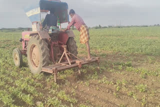 farmer_plowed_his_crop_due_to_drought