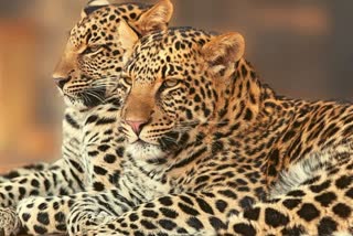 Leopard Terror in Amravat