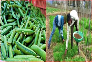 Pea Crop Insurance in Solan