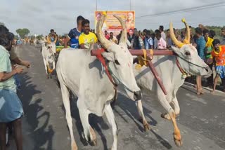 bullock cart race