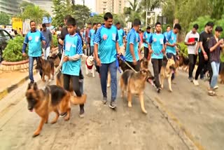 Dogs walking competition