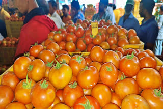 Solan Tomato Price