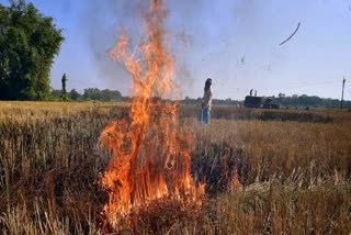 Punjab records 60% lesser stubble burning cases than last year; Sangrur has highest incidents