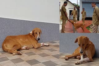 Ramu dog  Heart touching story of Ramu Dog  story of Ramu Dog  Ramu dog from kannur  Ramu dog from kannur waiting for dead owner  dog waiting for dead owner in front of mortuary  dog waiting for dead owner  മോർച്ചറിക്ക് മുന്നിൽ കണ്ണീരോടെ രാമു  ഇവൻ കണ്ണൂരിന്‍റെ ഹാച്ചിക്കോ  ഹാച്ചിക്കോ  Hachiko  Hachiko like story from kannur