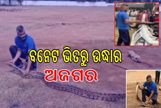 Watch: ବୋଲେର ବନେଟ ଭିତରୁ ଉଦ୍ଧାର ହେଲା ୧୨ ଫୁଟର ଅଜଗର