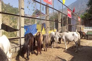 Horse exhibition in Rampur