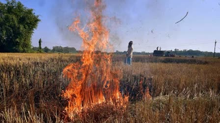 Punjab records 60% lesser stubble burning cases than last year; Sangrur has highest incidents