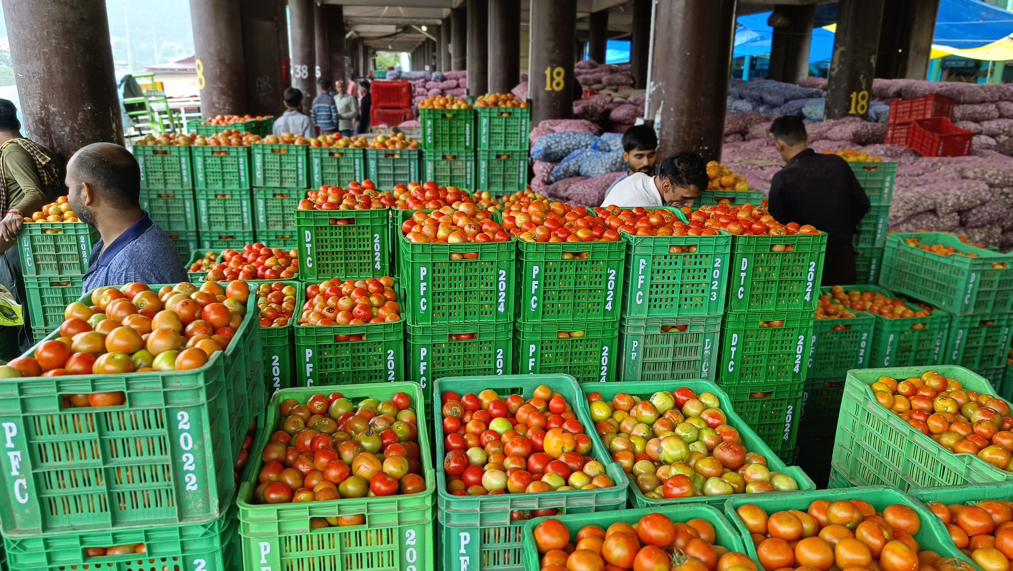 Solan Tomato Price