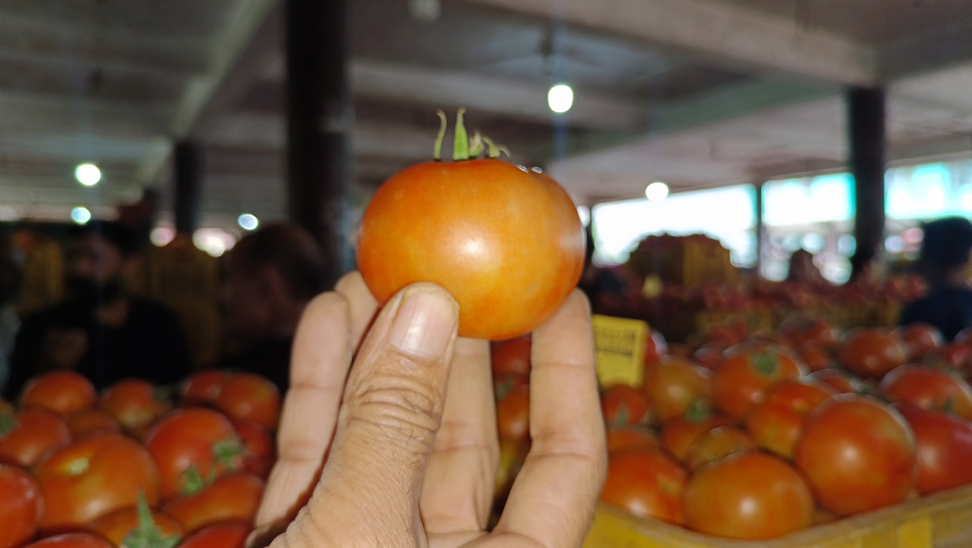 Solan Tomato Price