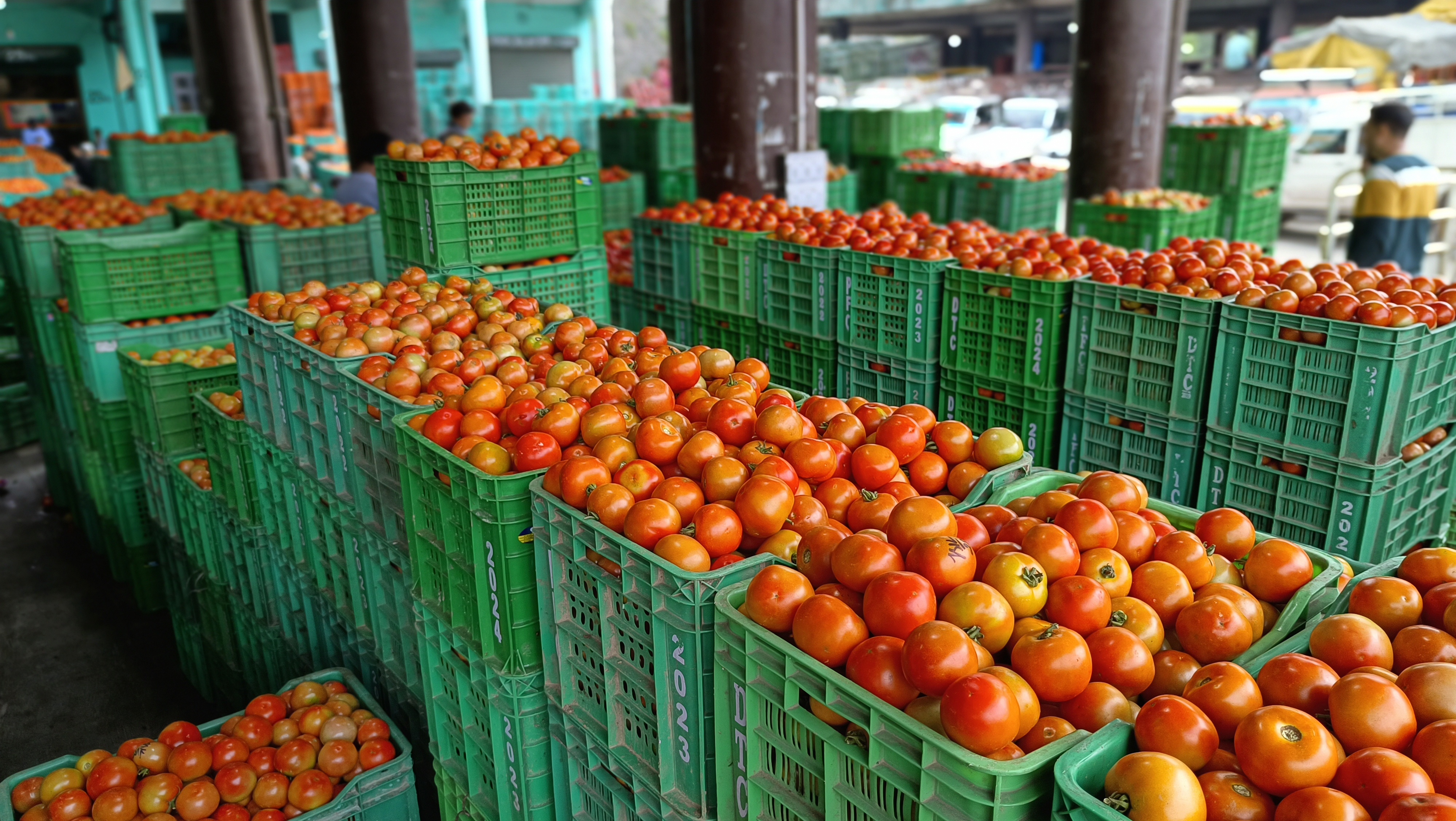 Solan Tomato Price