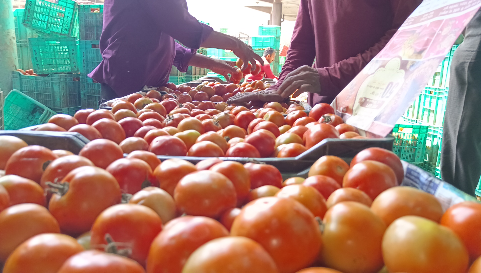 Solan Tomato Price