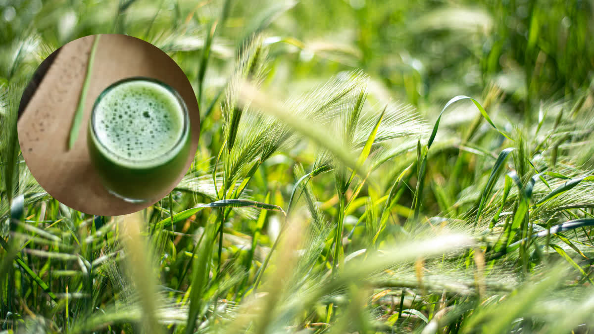 Amazing Benefits Of Barley Grass