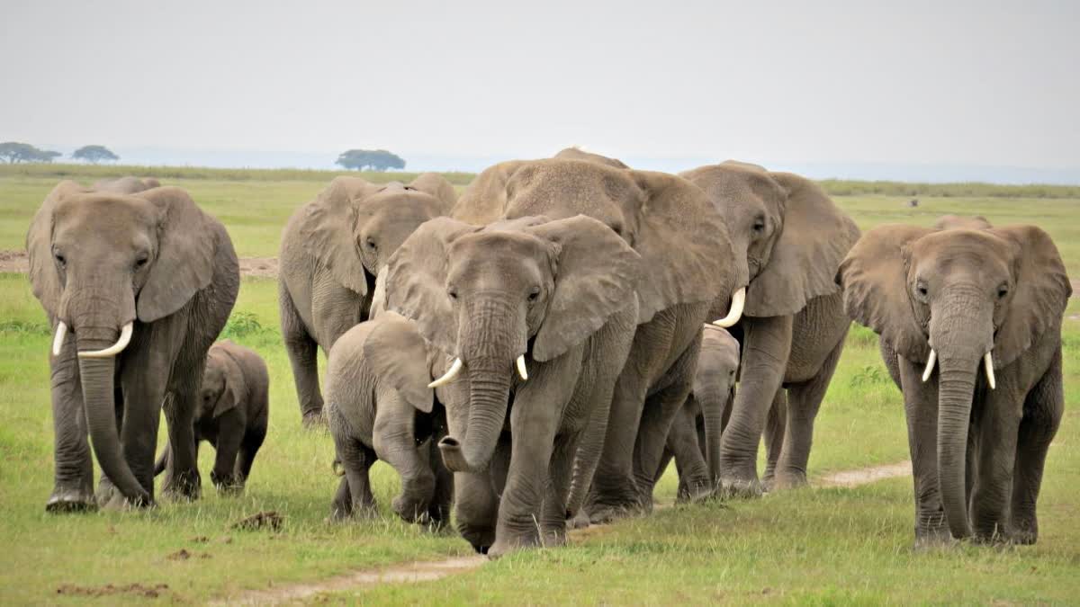 elephants group Entry sidhi