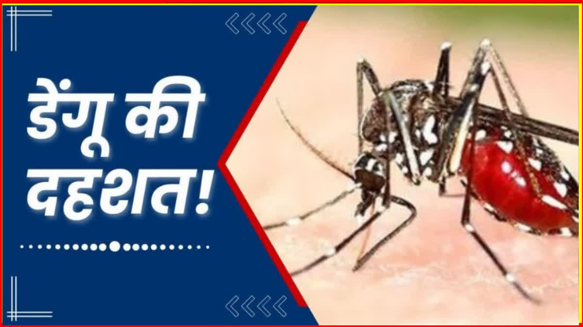 dengue cases Increasing in Haryana