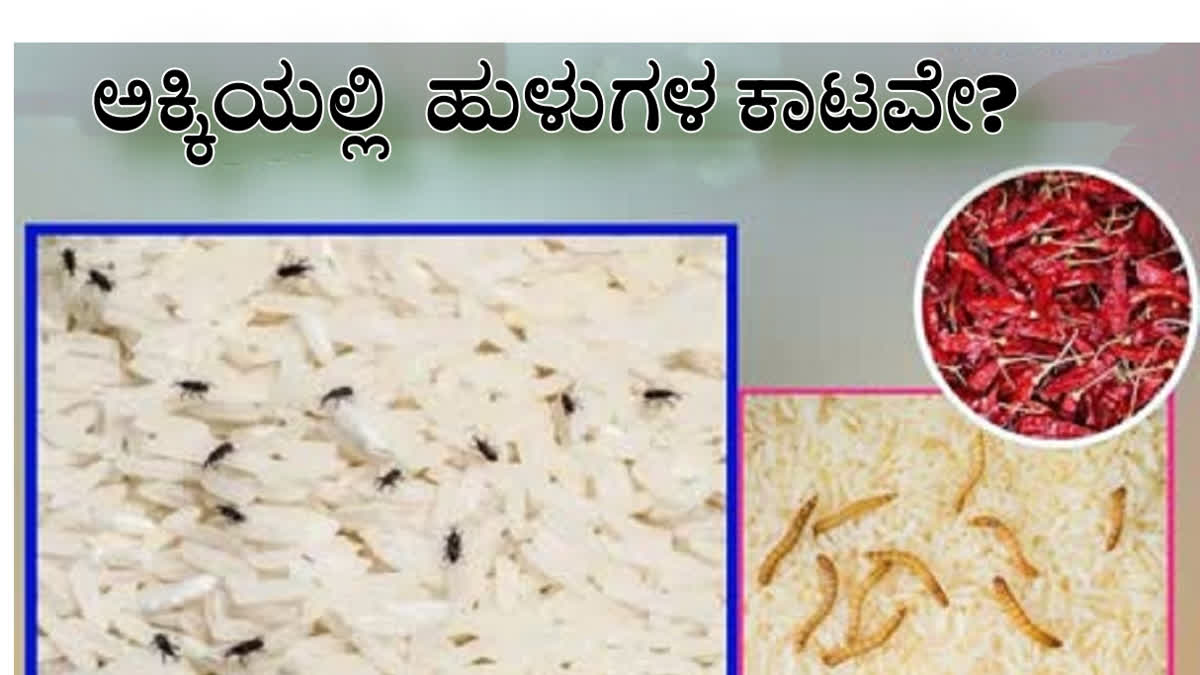 how-to-store-rice-and-tips-to-get-rid-of-worms-in-rice-