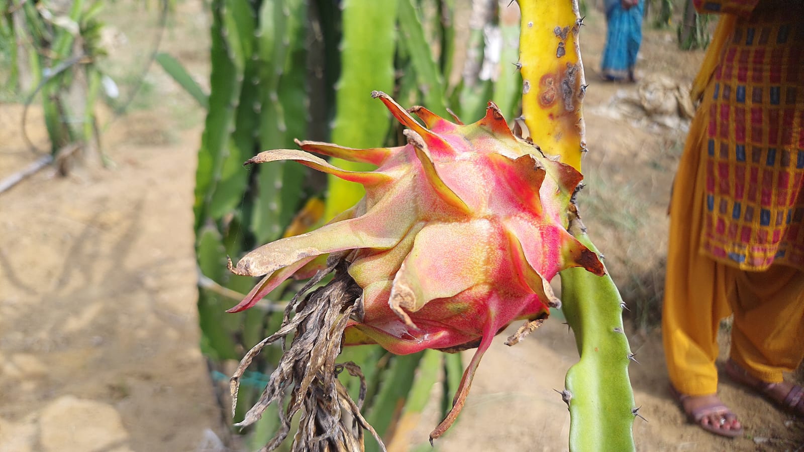 Tribal Women Blossom into Entrepreneurs with Dragon Fruit Farming