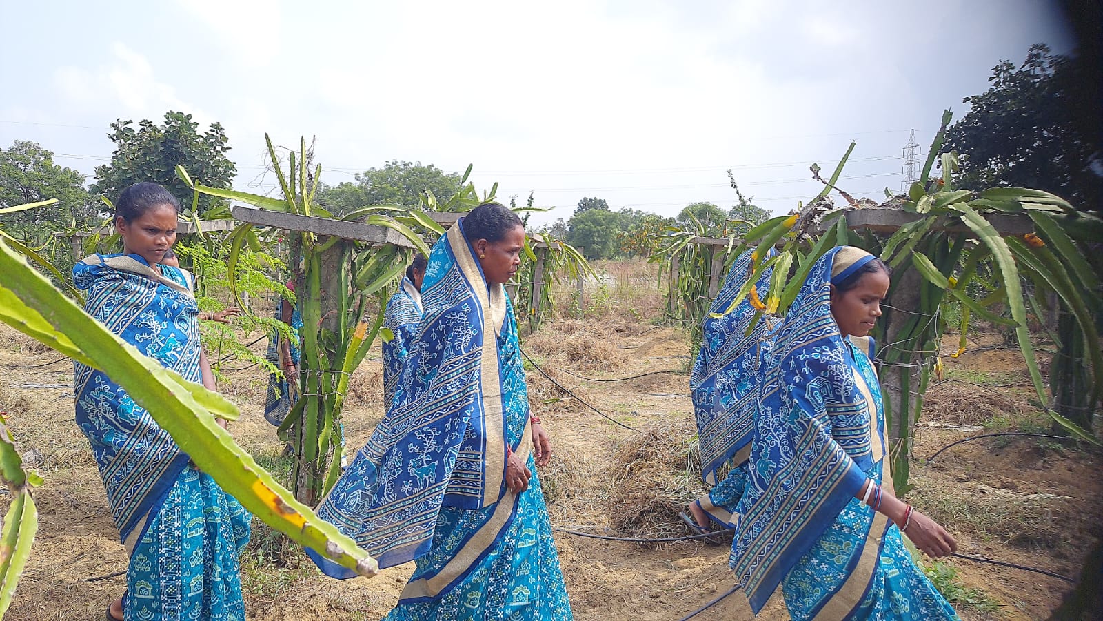 Tribal Women Blossom into Entrepreneurs with Dragon Fruit Farming