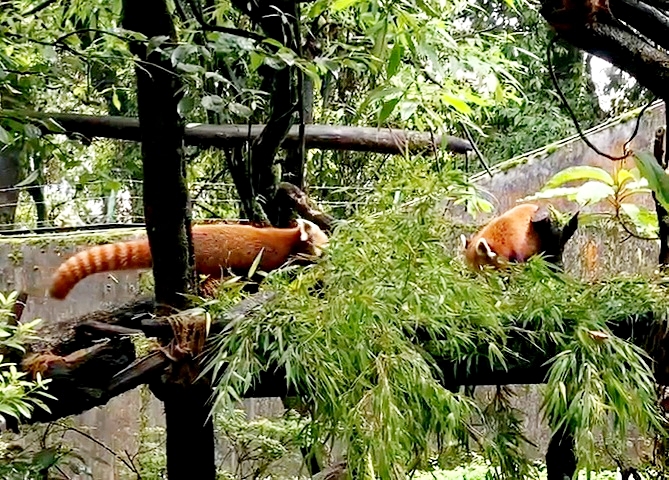 RED PANDA